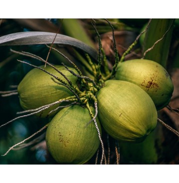 COCONUT WATER